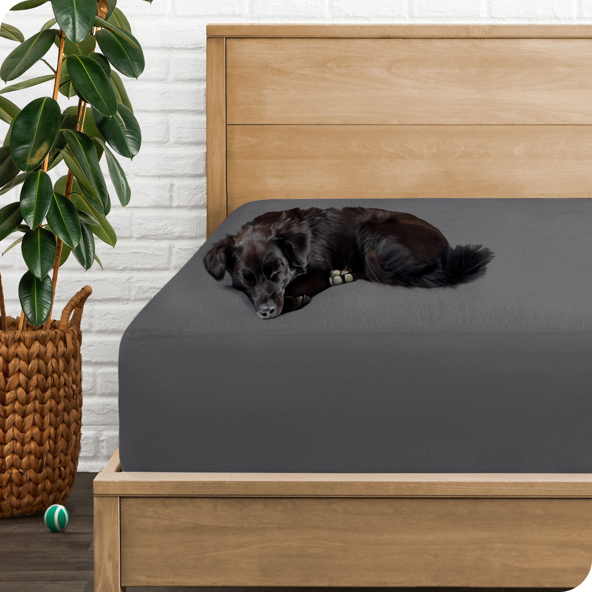 A dog on a bed with a mattress protector on it