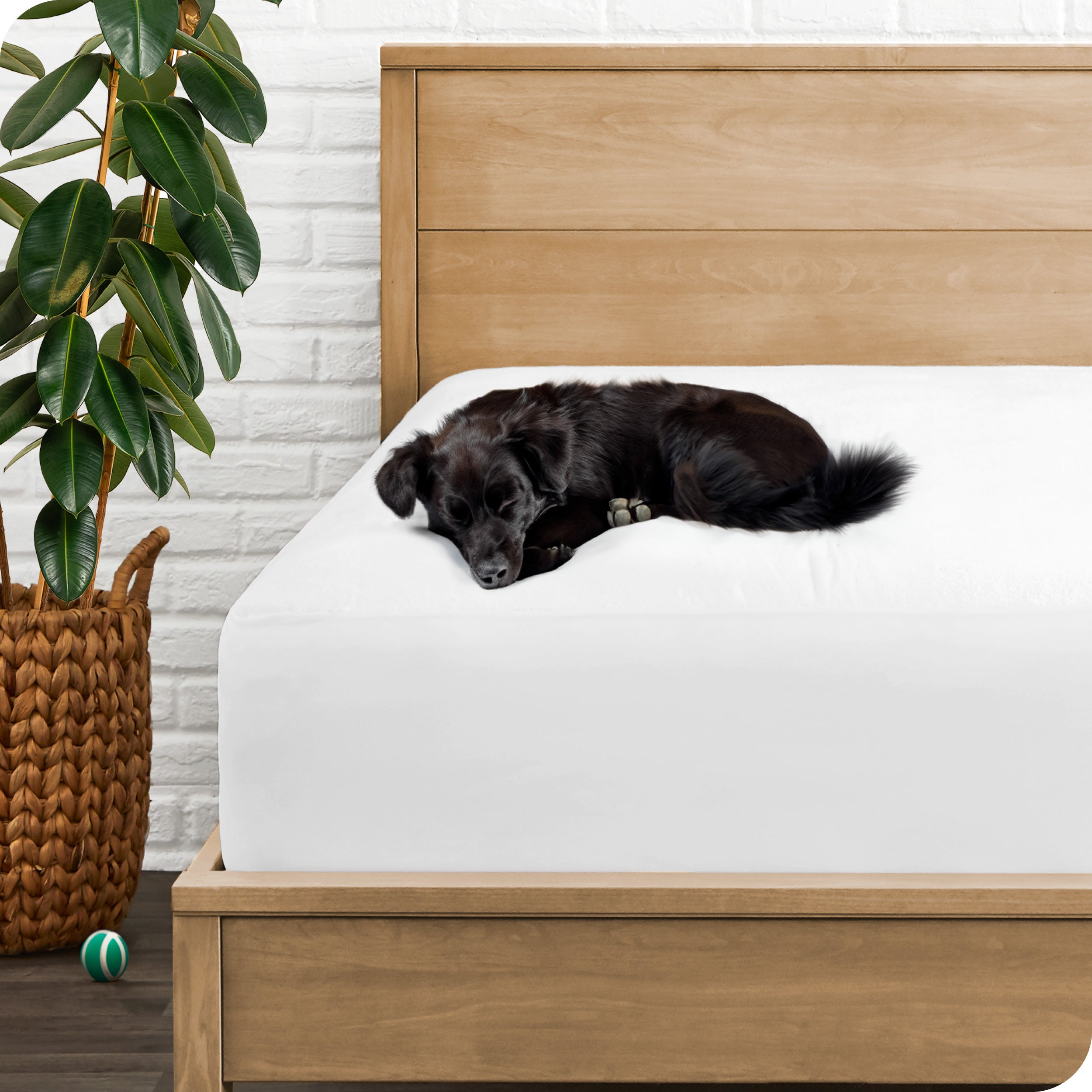 A dog on a bed with a mattress protector on it