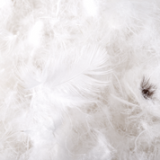 White and soft lightweight feathers that are from the down comforter.