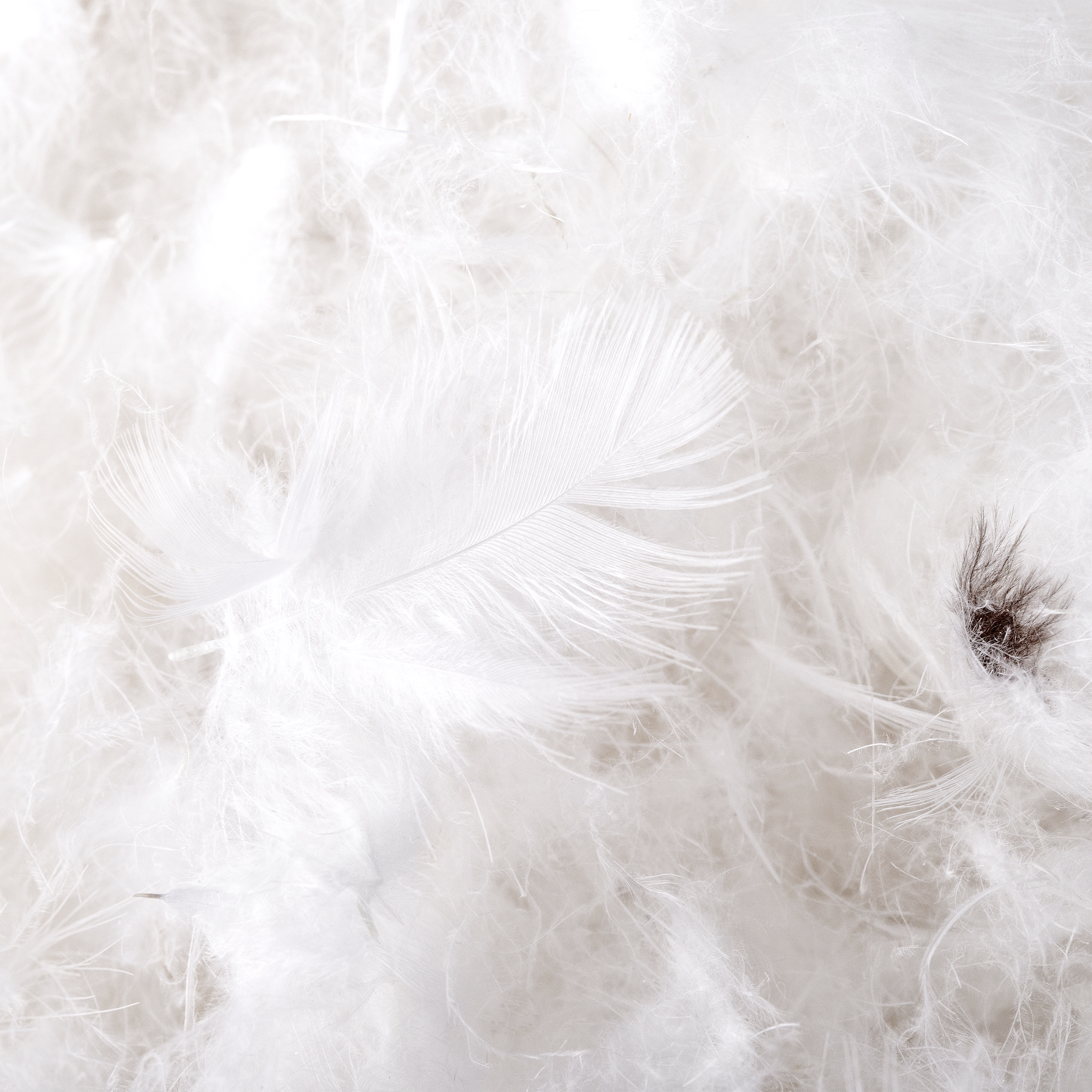 White and soft lightweight feathers that are from the down comforter.